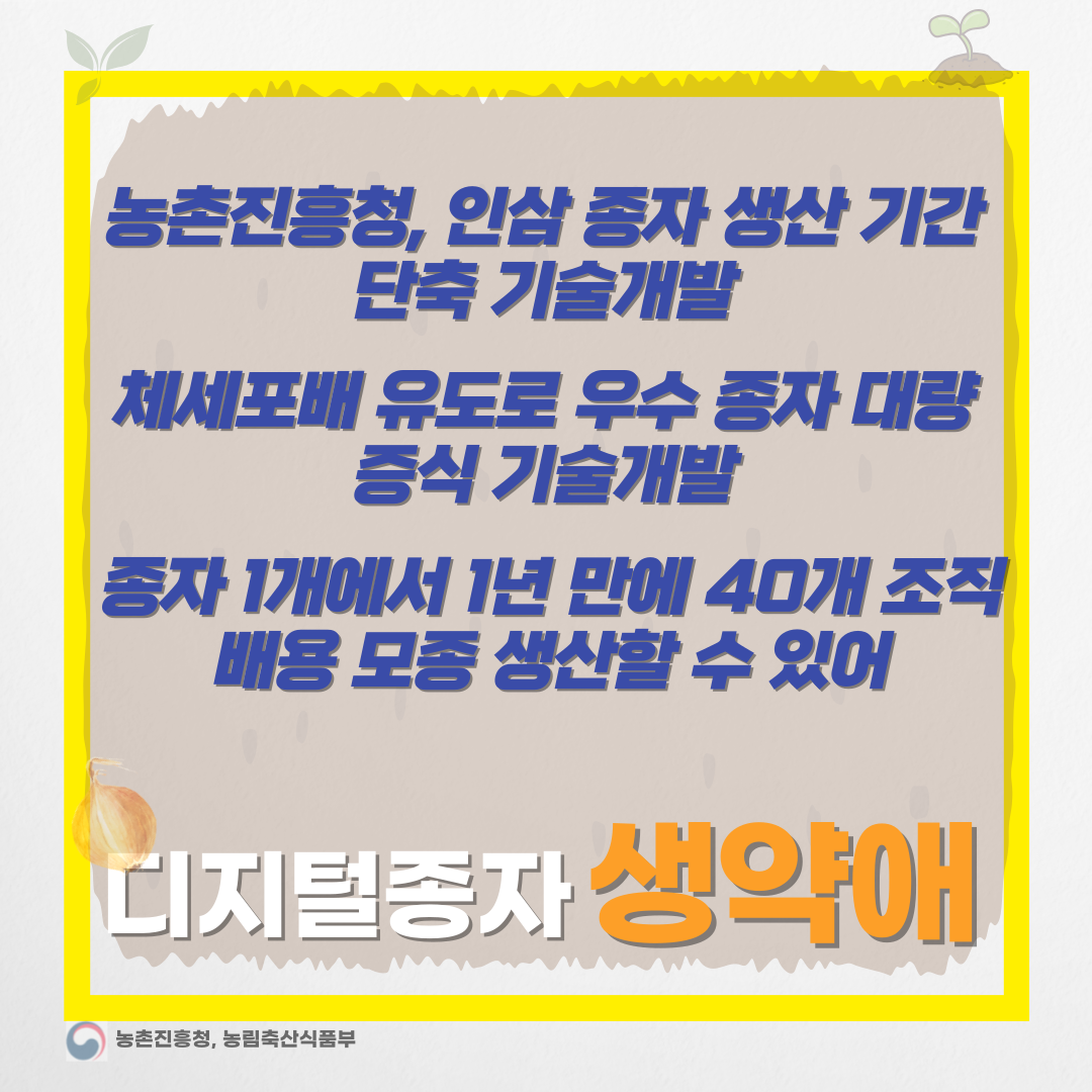  인삼 품종 보급 속도, 농촌진흥청 신개발 기술로 4배 빨라질 전망-디지털종자 생약애 협동조합