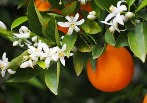 딥디크-딥티크-오데썽-Eau-des-sens-orange-blossom