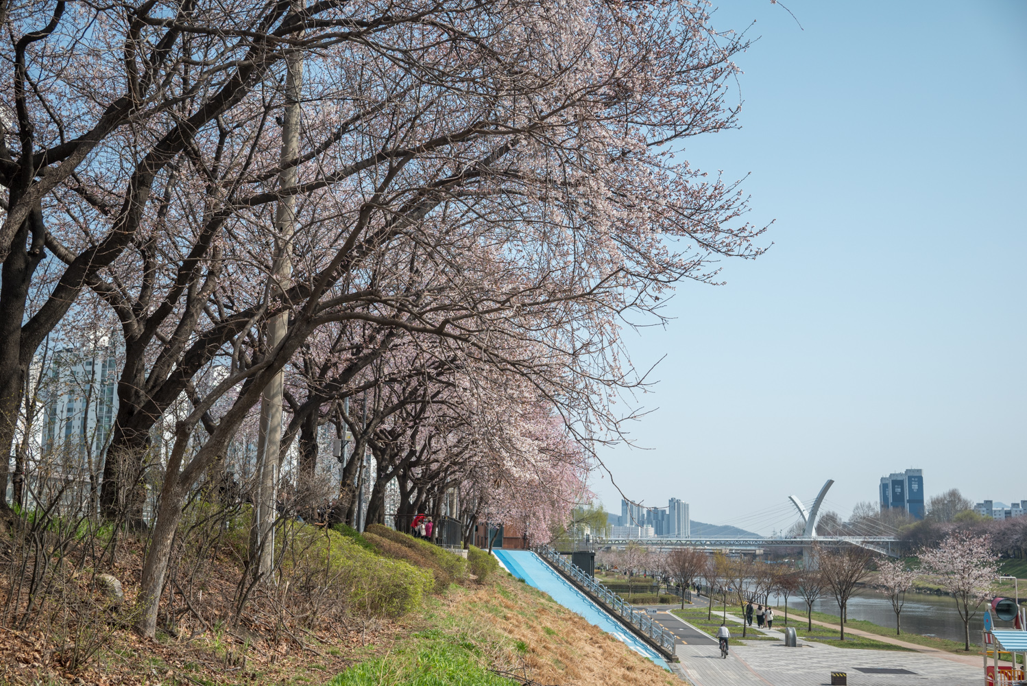 안양천 벚꽃 개화 상황