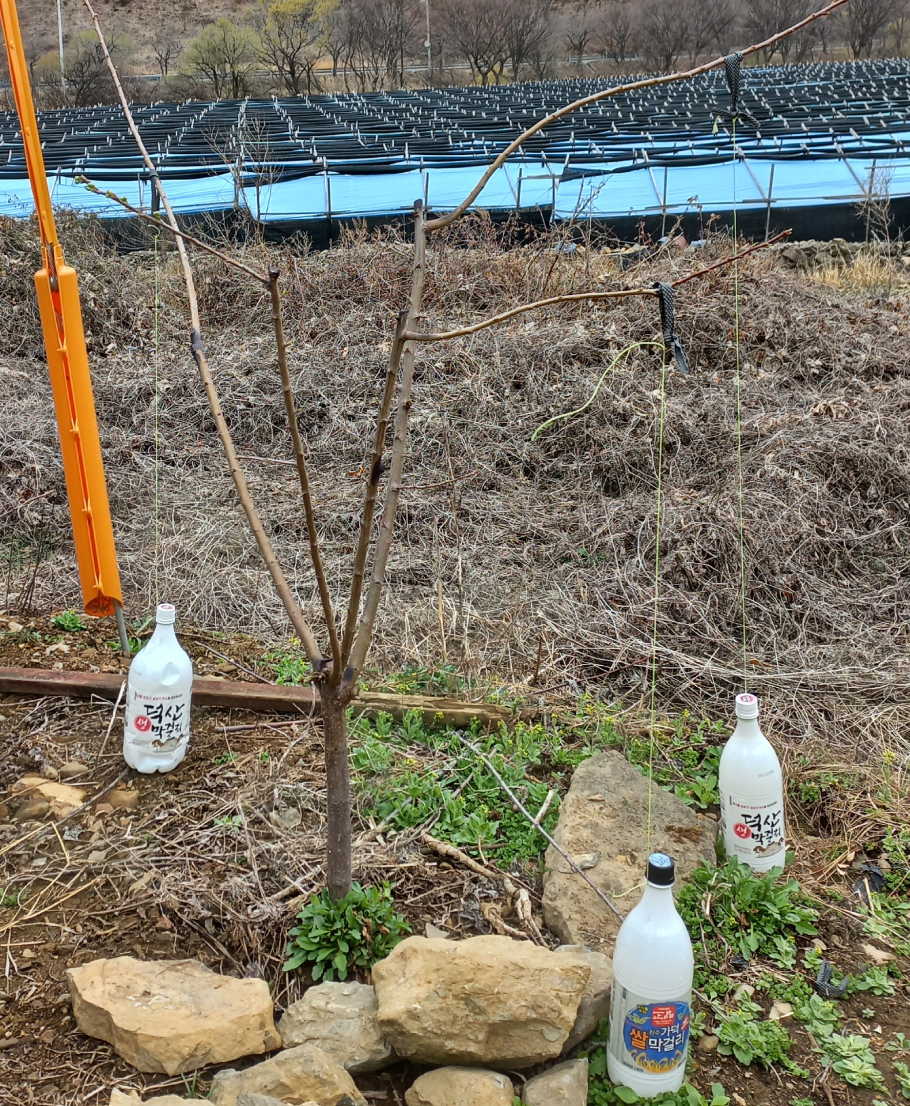 강대 이미지