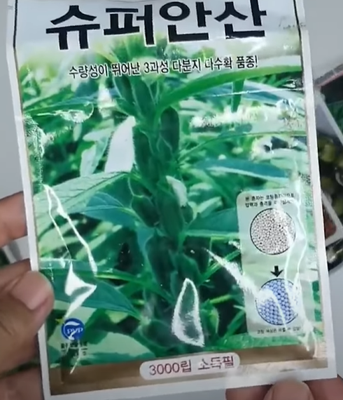 참깨 &ndash; 늦게 심어도 수확 충분