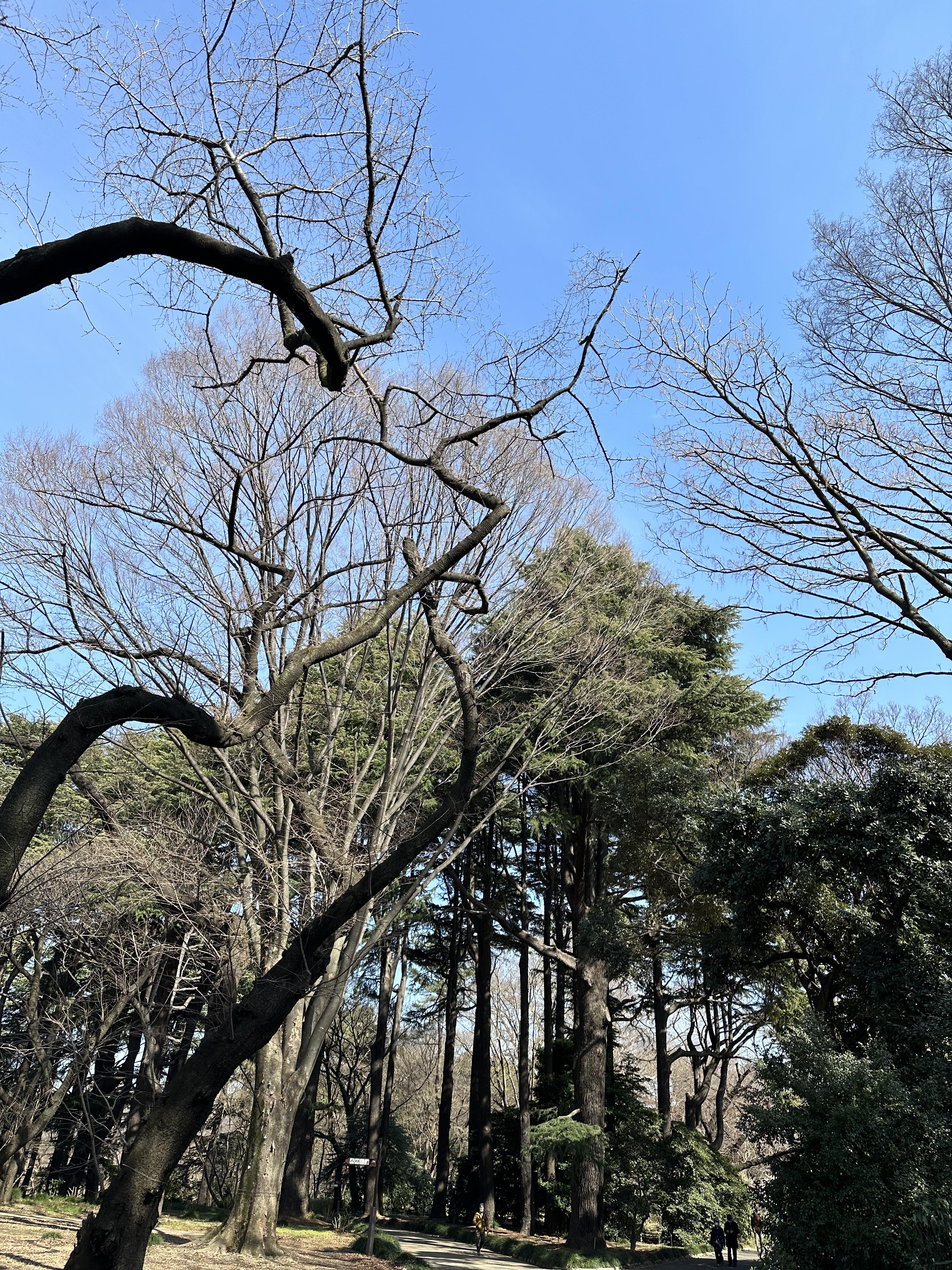 교엔마에공원 꽃 이미지