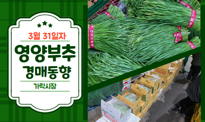  [경매사 일일보고] 3월 31일자 가락시장 영양부추 경매동향을 살펴보겠습니다!