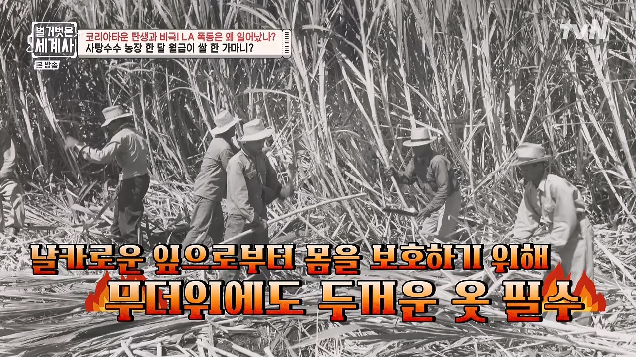 벌거벗은 세계사.E127.231129p-NEXT.mp4_20240608_171225.614.jpg