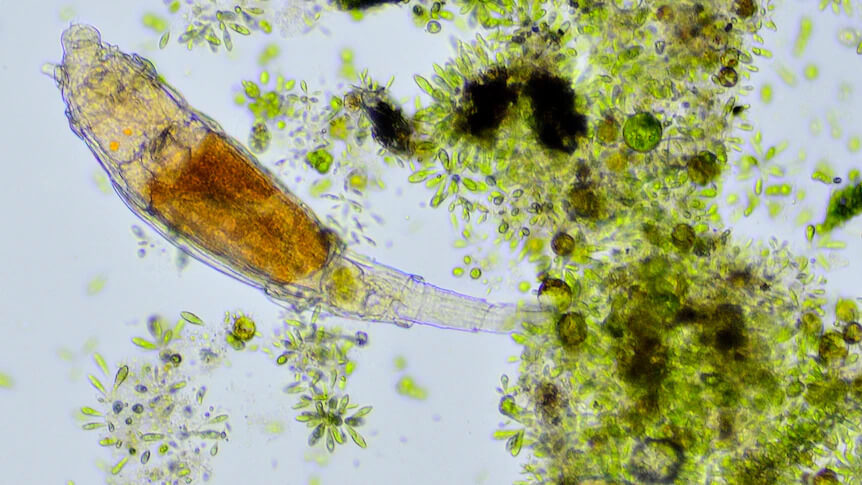  시베리아 영구 동토층에서 24,000년 만에 부활한 작은 동물 VIDEO:Tiny animal revived after 24,000 years entombed in Siberian permafrost