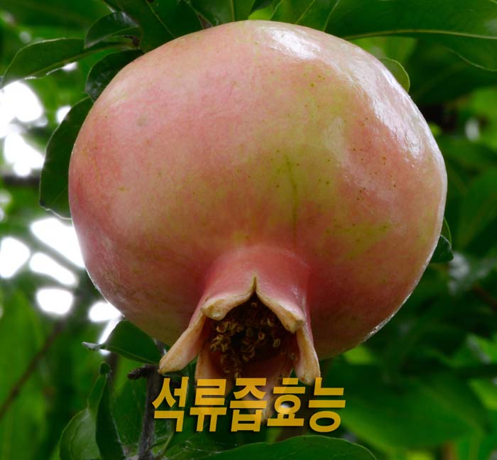  석류즙 효능 11가지를 알아봅니다