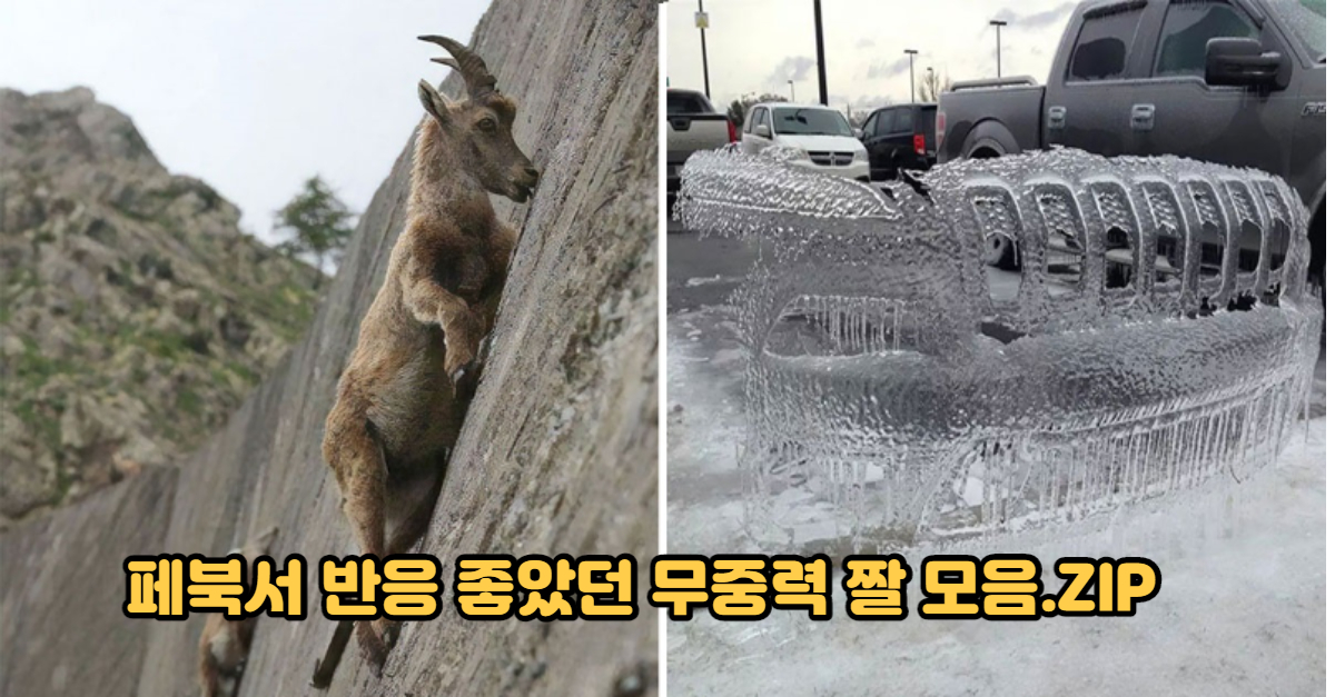  페북서 반응 좋았던 무중력 짤 모음.ZIP