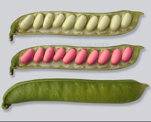 작두콩