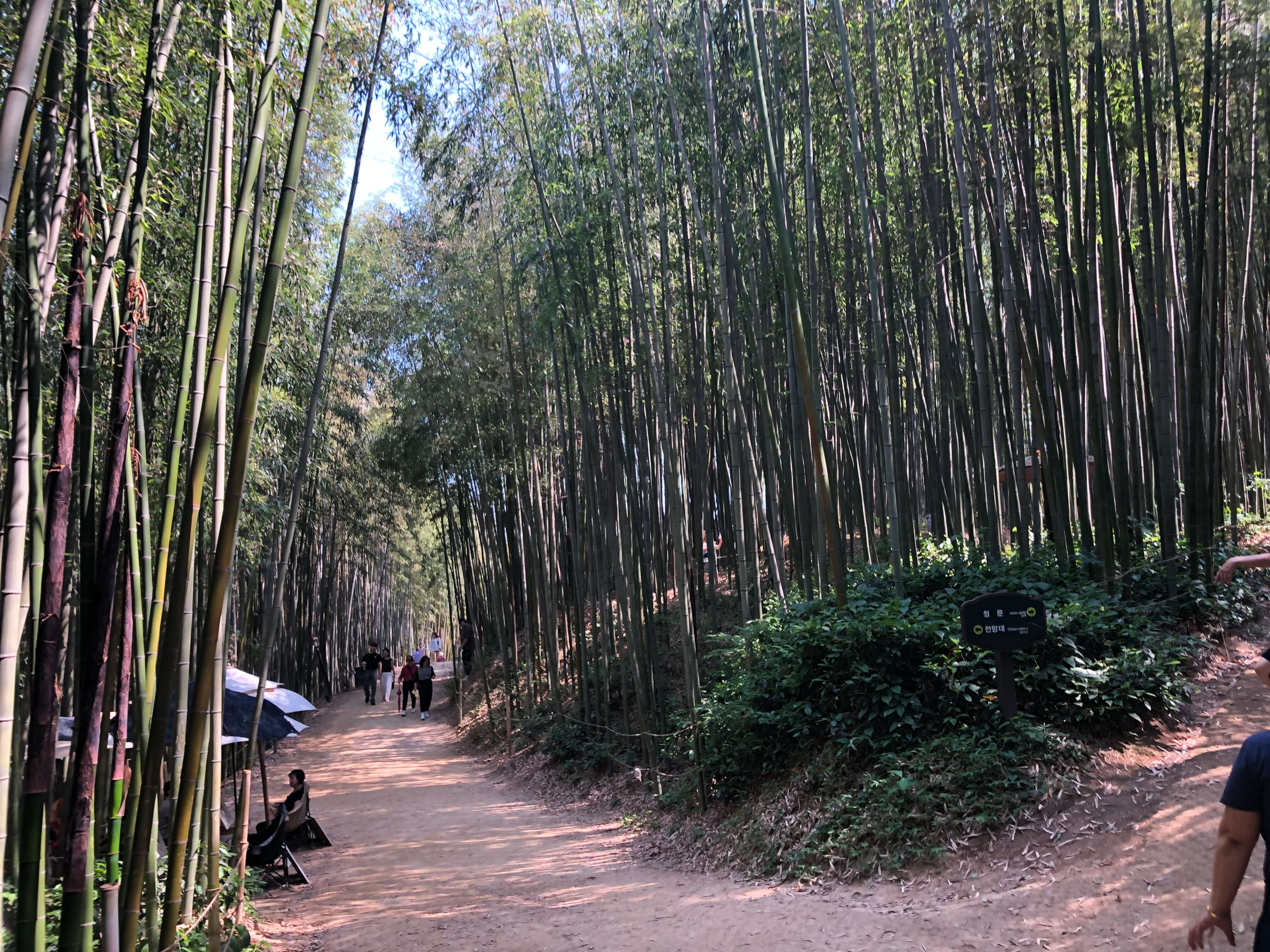 민수랜드-담양죽녹원 대나무 숲