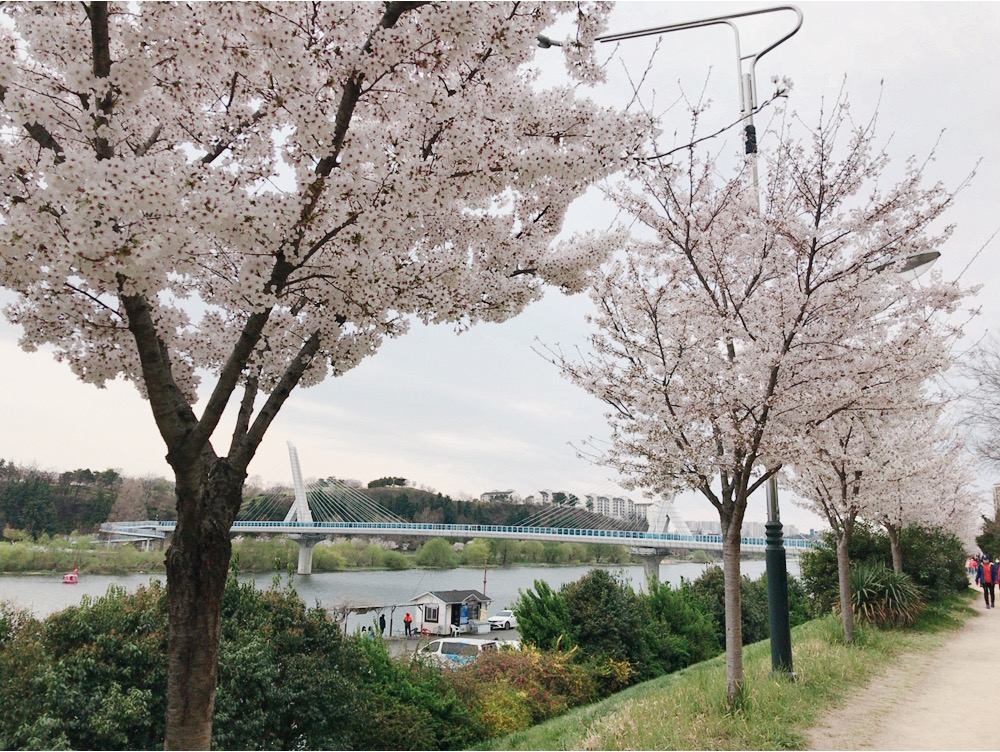  [대구 벚꽃구경] 벚꽃명소 동촌역 동촌유원지 (주차가능)