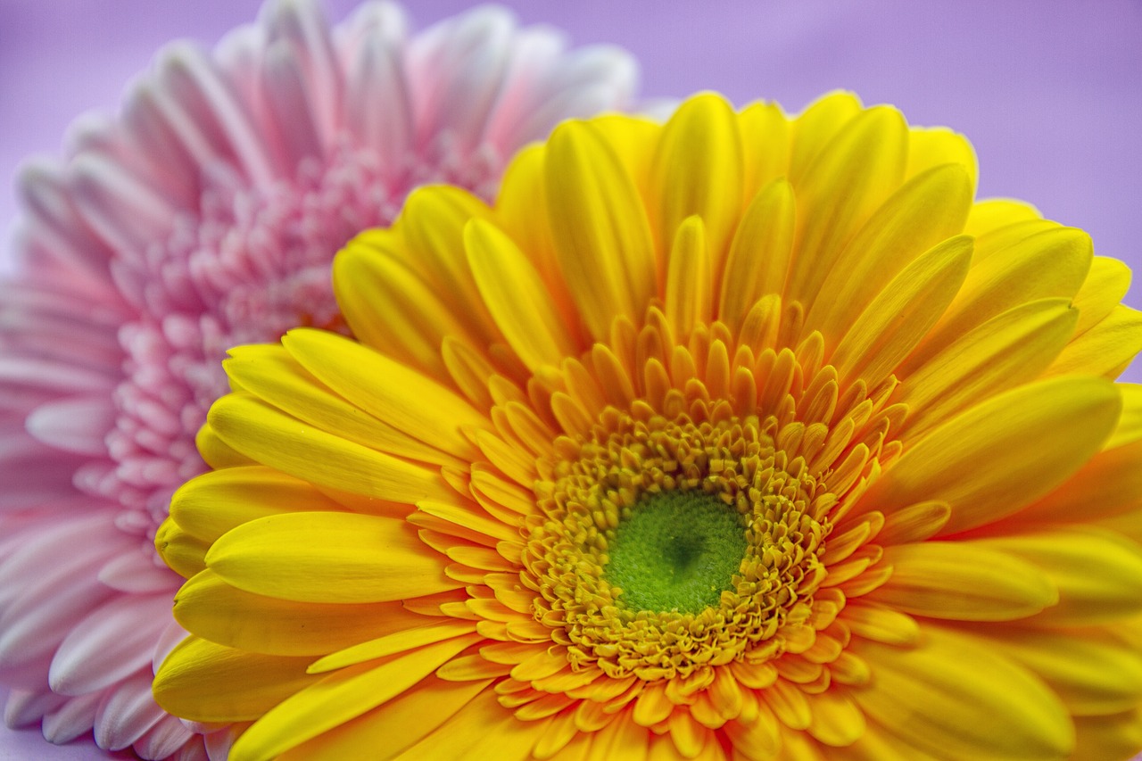  꽃꽃이면 꽃꽃이 공기정화면 공기정화, 거베라(gerbera)