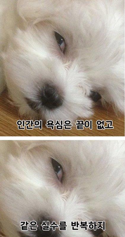 인간의 욕심은 끝이 없고 같은 실수를 반복한다 짤방 밈 모음집