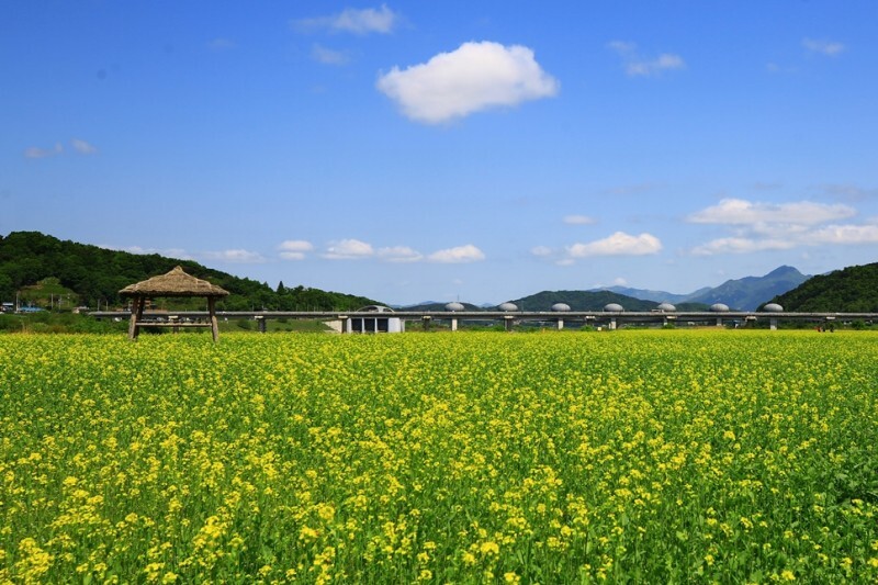 여주 당남리 섬 유채꽃밭