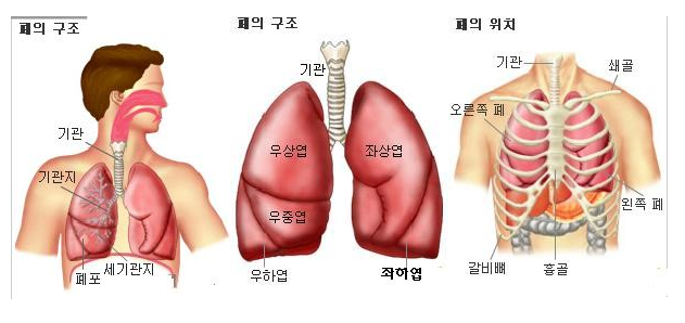 폐의 구조 및 폐의 위치