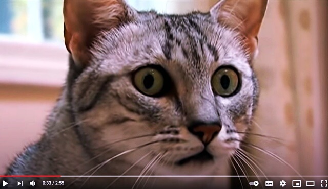 고양이수명-이집트마우