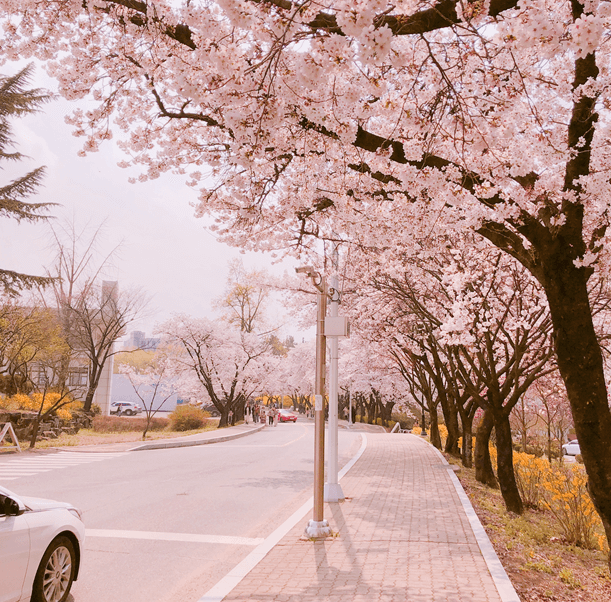  벚꽃 개화시기 2023 전국 벚꽃 명소