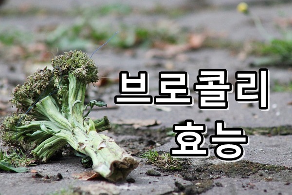  브로콜리 효능
