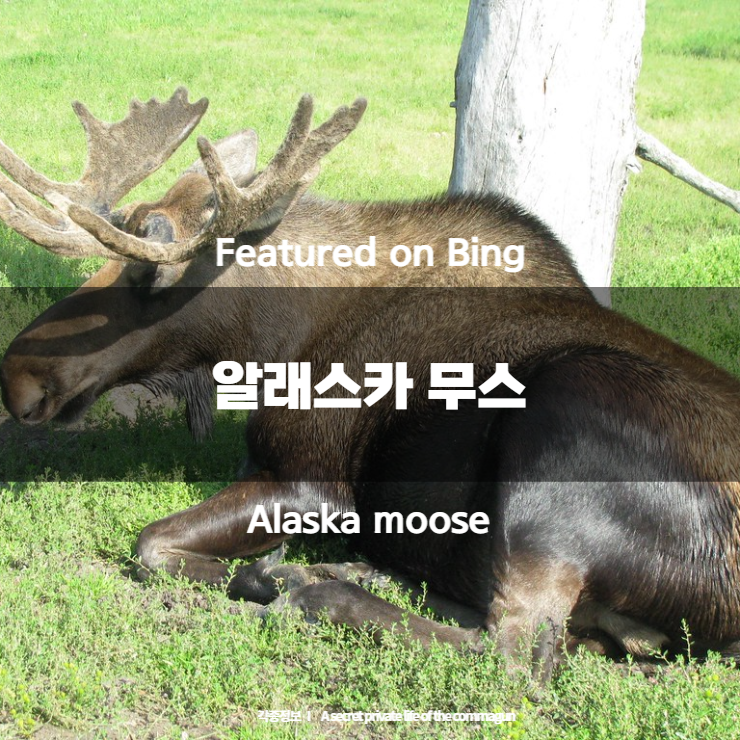 Featured on Bing - 알래스카 무스 Alaska moose