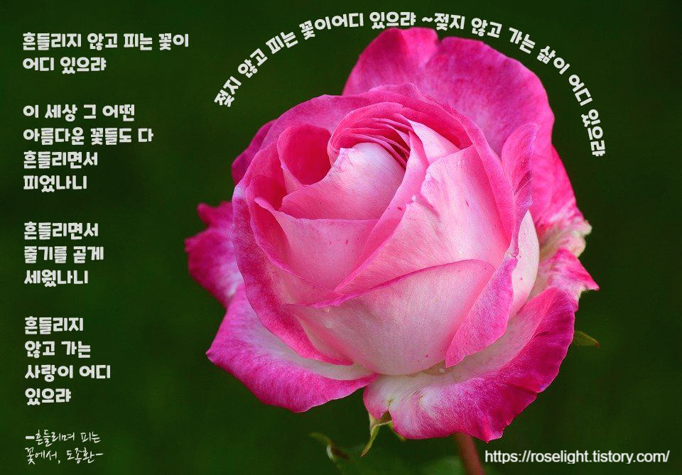  감동시 추천, 감동을 주는 시, 흔들리며 피는 꽃, 그날