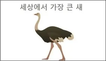 큰새 이미지