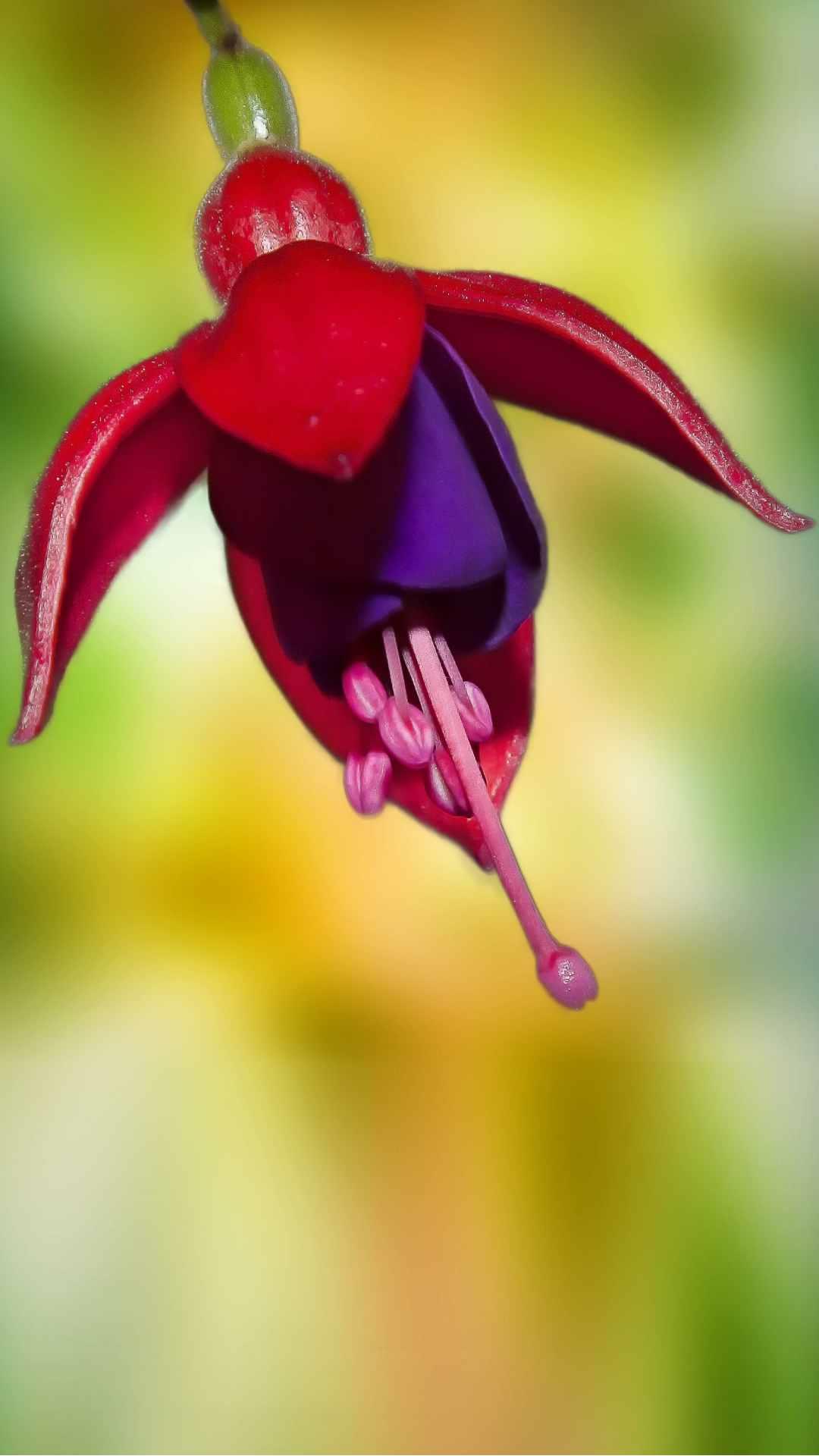 Fuchsia Flower iPhone Wallpaper