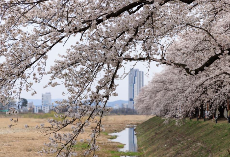 경주 벚꽃