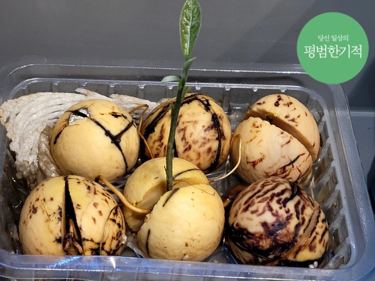 집에서 아보카도 키우기, 제주 조선족 남매 7