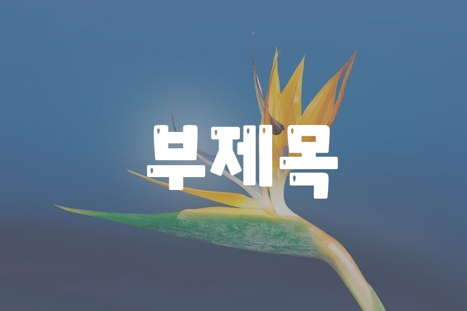 내 차, 꿈을 향한 발판이 되다!