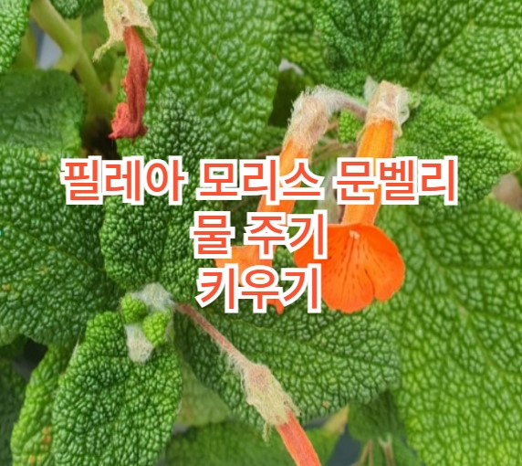 문벨리 이미지