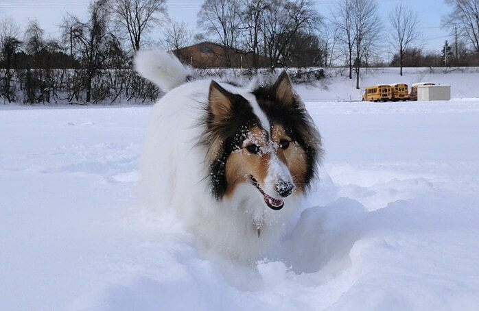 검정색, 흰색, 황색이 섞인 개가 눈밭에서 놀고 있다.