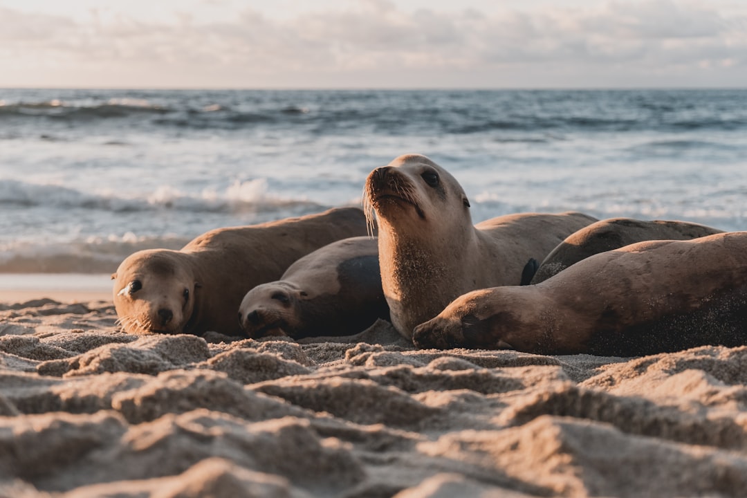 Seal
