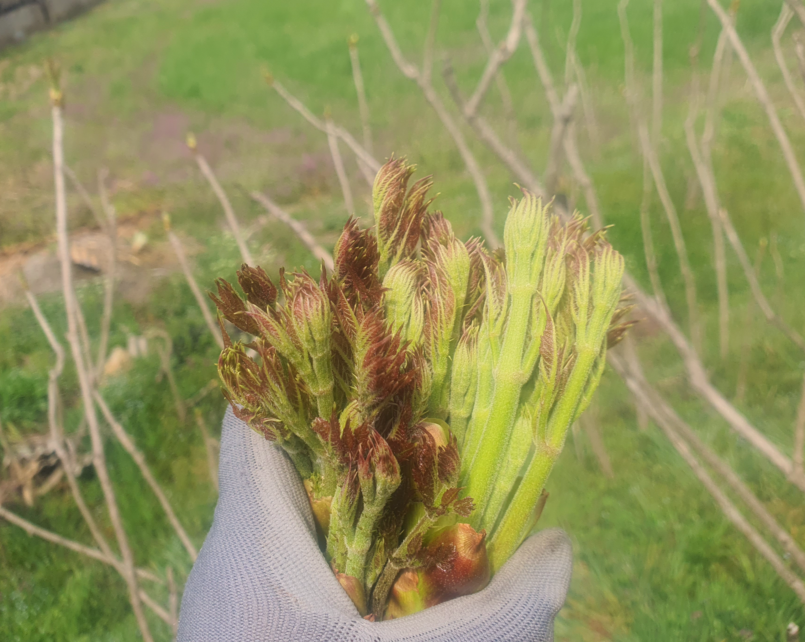 두릅 채취 시기 채취방법