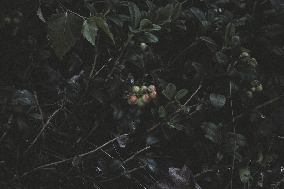 'Elion'