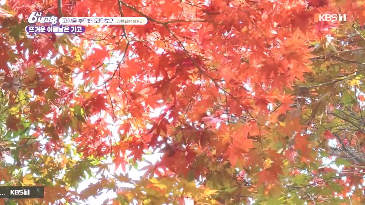 6시 내고향.E7897.231025p.H264-F1RST.mp4_20231025_202253.583.jpg