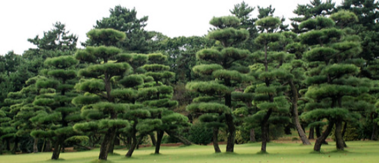  산림기능사 필기대비 요약-산림갱신