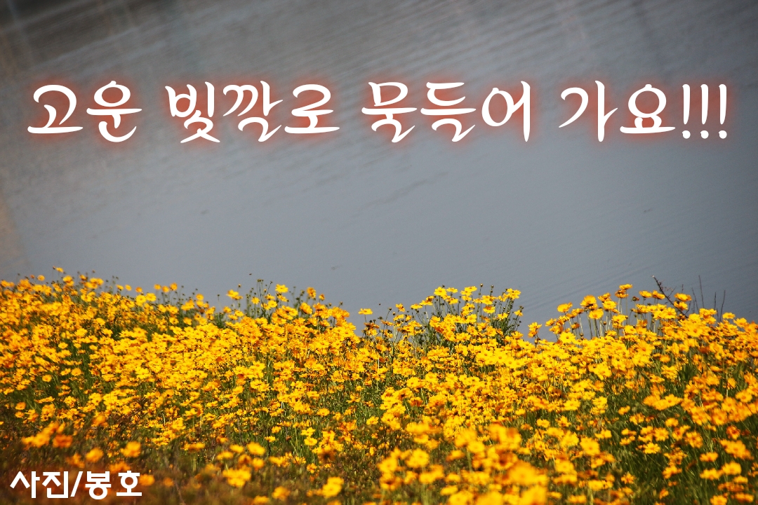  인천 아라뱃길을 노란빛으로 물들인 금계국꽃