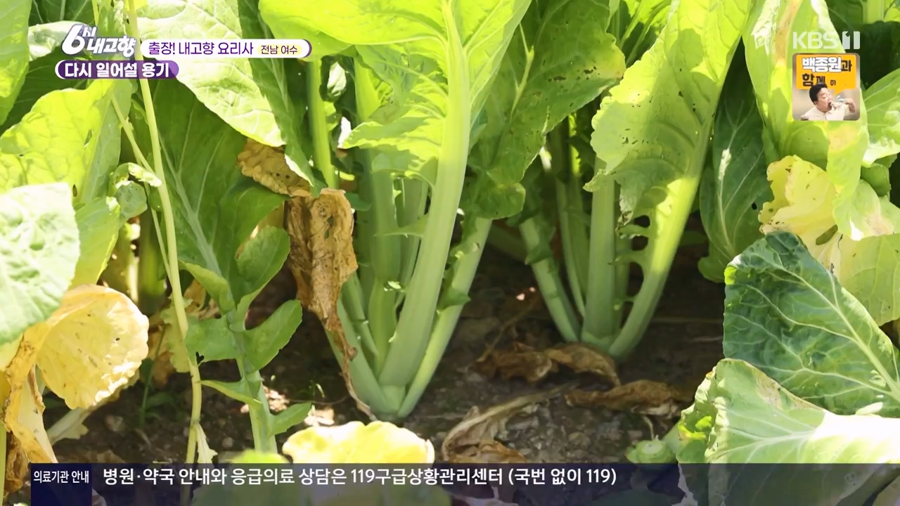 6시 내고향.E8057.240525p-NEXT.mp4_20240525_162215.931.jpg