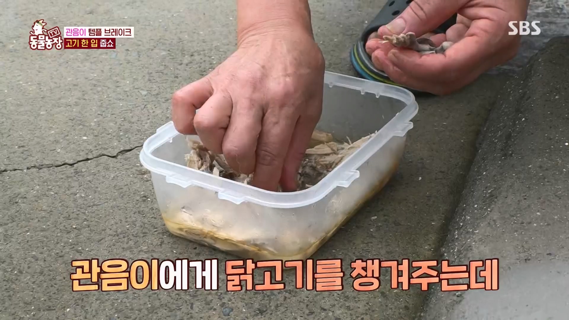 TV 동물농장.E1130.230723p.H264-F1RST.mp4_20230723_171158.254.jpg