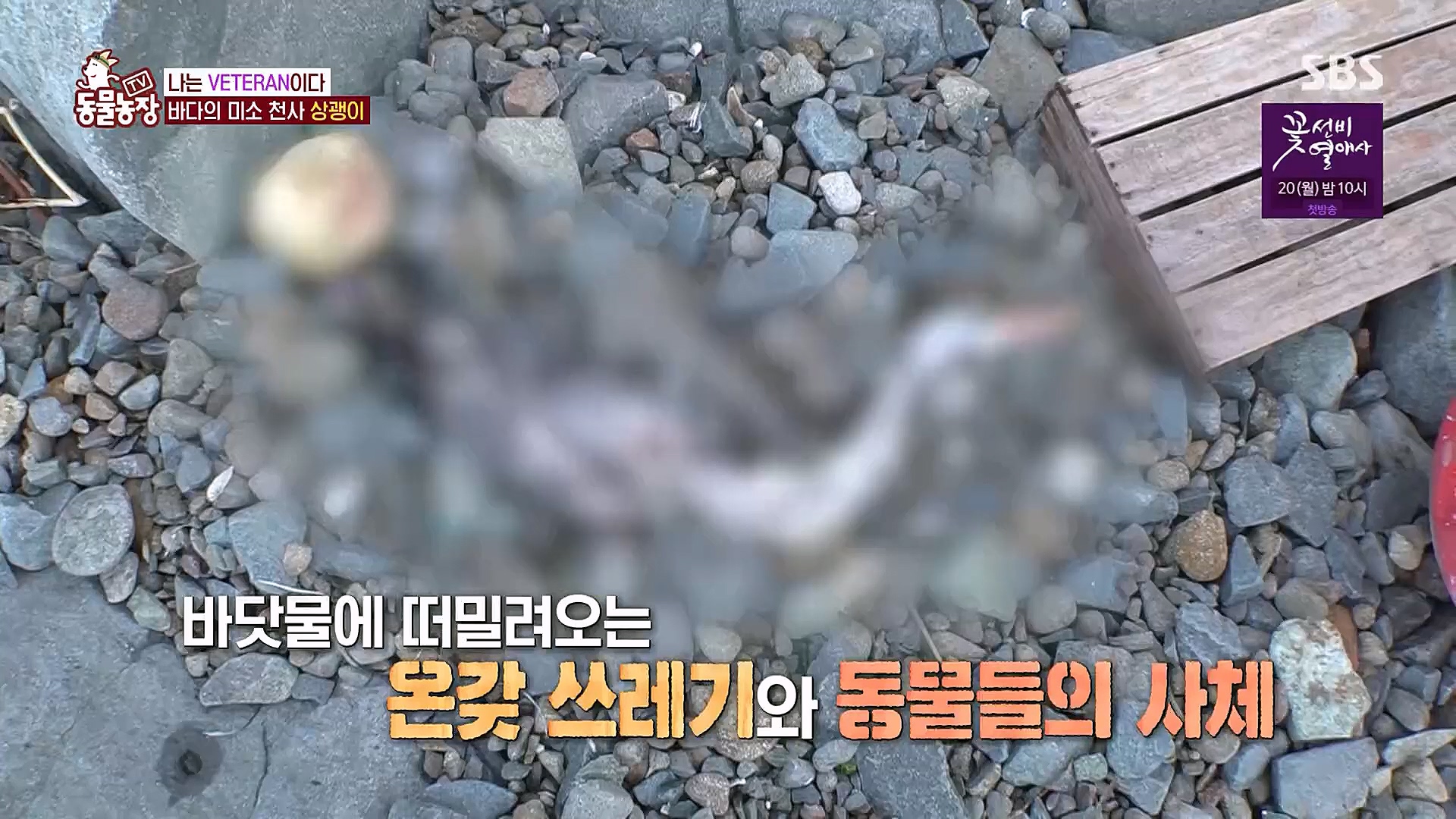 TV 동물농장.E1111.230312p.H264-F1RST.mp4_20230312_180004.836.jpg