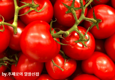 소화 잘 되는 음식 토마토