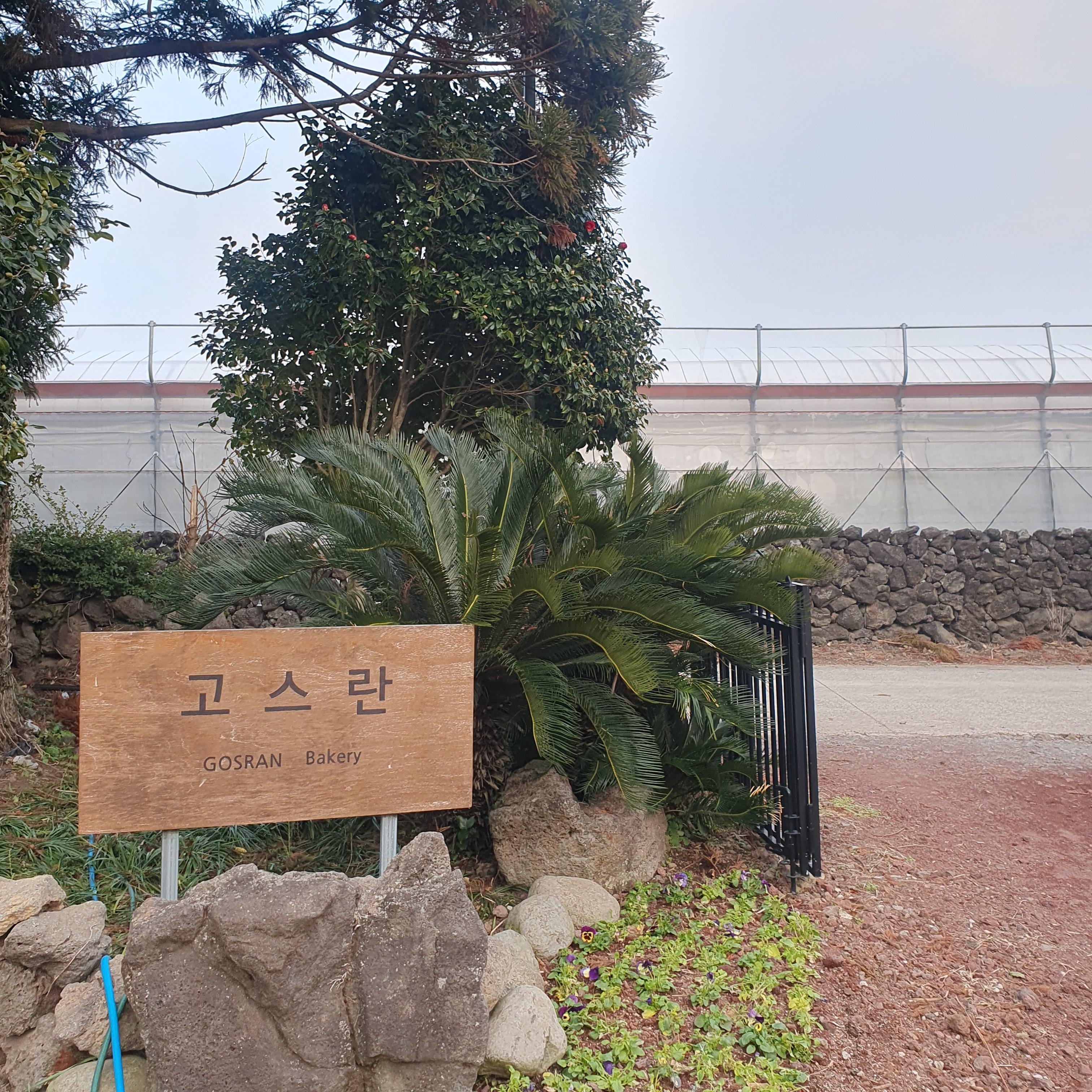  제주도 길고양이가 뛰노는 편안한 카페 - 고스란 오트라떼 내돈내산 솔직후기