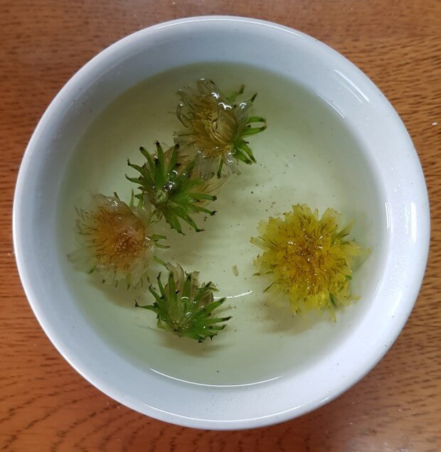 민들레차