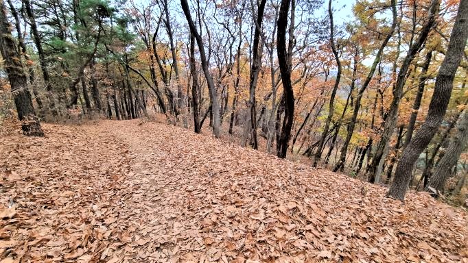 가을산 풍경&#44; 수북한 갈잎&#44; 은은하게 물든 단풍&#44; 빼곡한 참나무&#44; 내리막 길&#44;