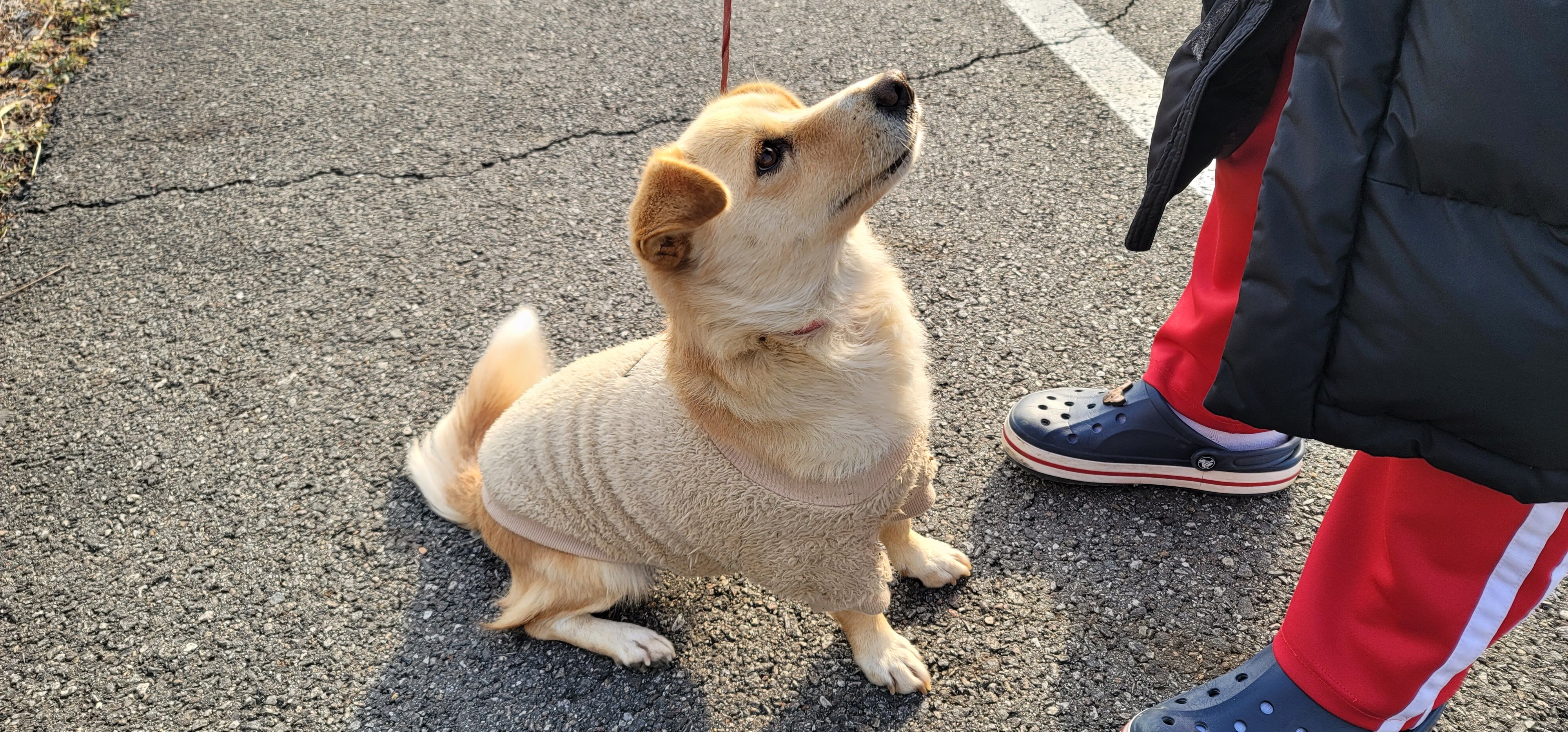 애완동물 반려동물 강아지 방한 방석