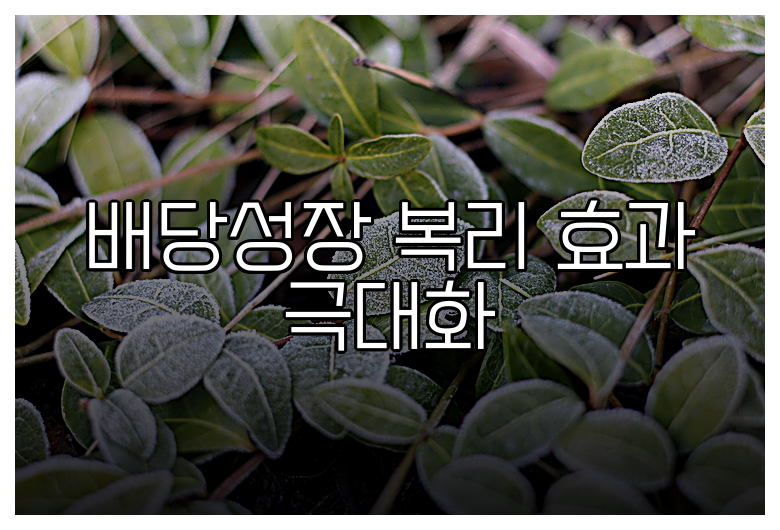 배당성장 복리 효과 극대화