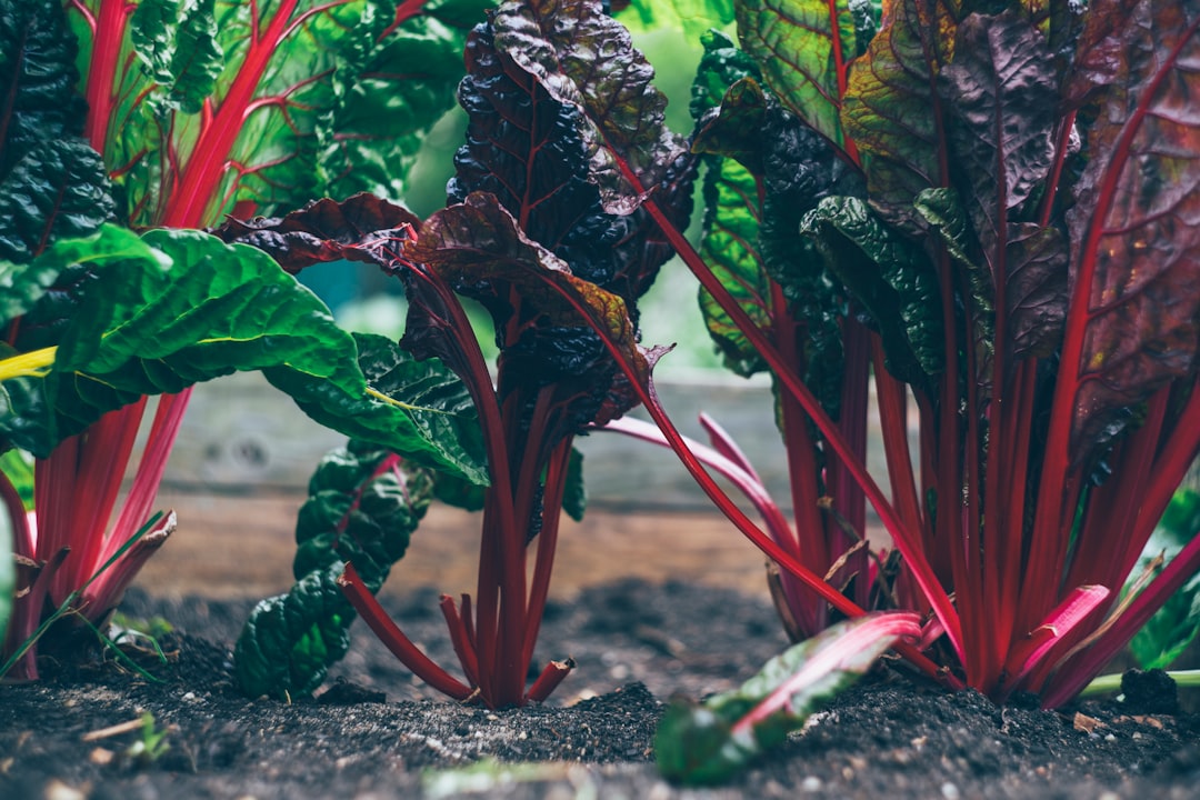 Red beet