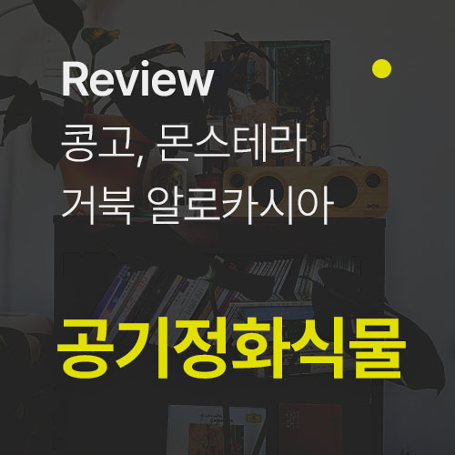  [실내 공기정화식물 추천] 콩고, 몬스테라, 거북 알로카시아 3종 공기정화에 좋은 식물