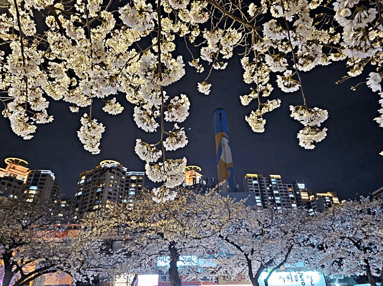 2023 벚꽃개화시기