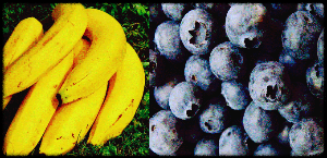 장염에 좋은 과일 바나나와 블루베리