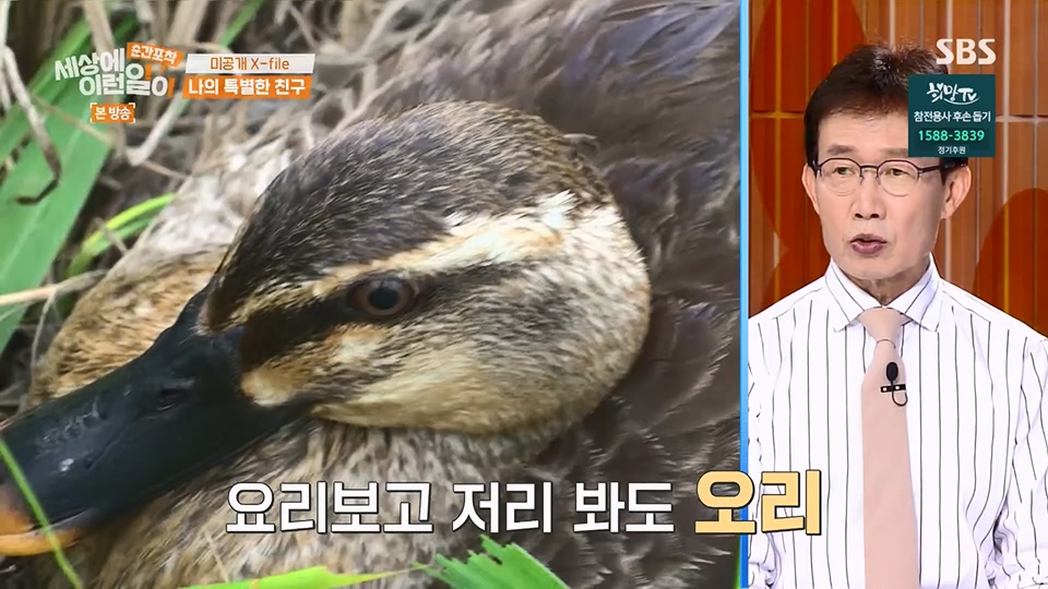 순간포착 세상에 이런일이.E1234.230624p.H264-F1RST.mp4_20230626_211159.049.jpg